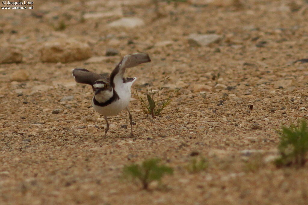 Little Ringed Plover