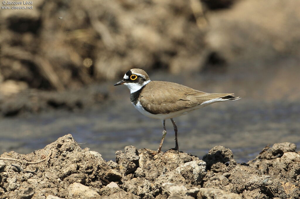 Little Ringed Plover