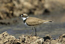 Little Ringed Plover