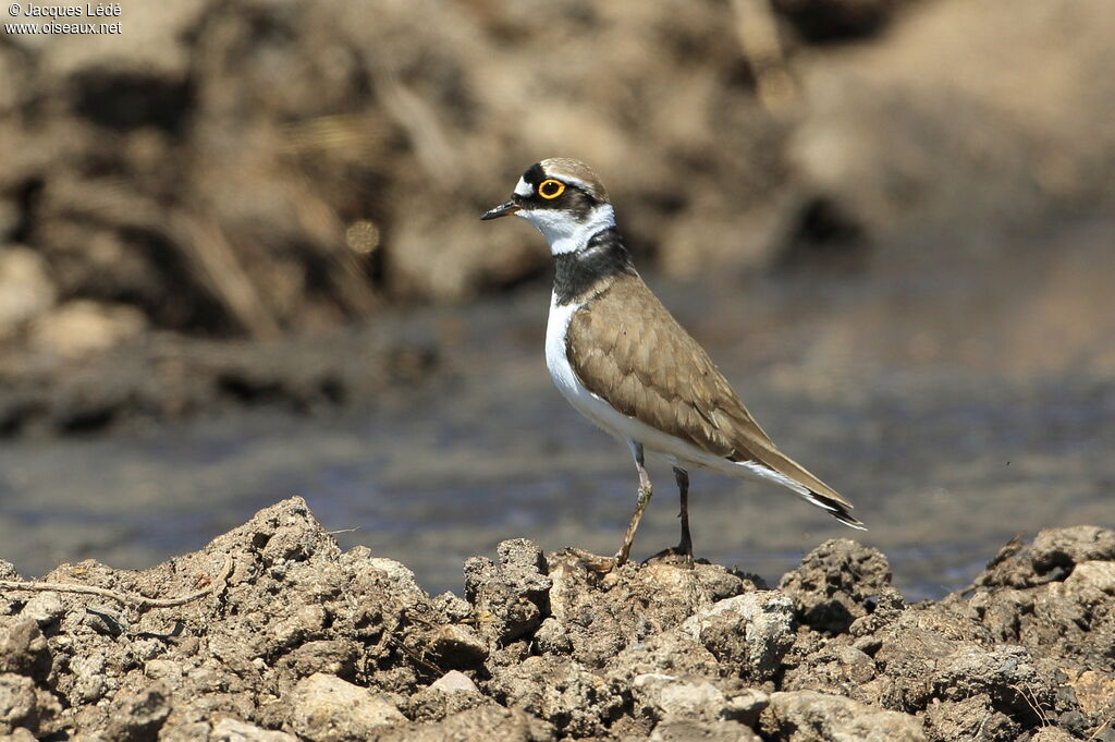 Little Ringed Plover