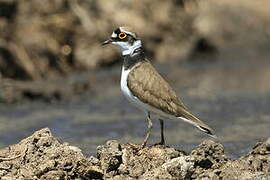 Little Ringed Plover