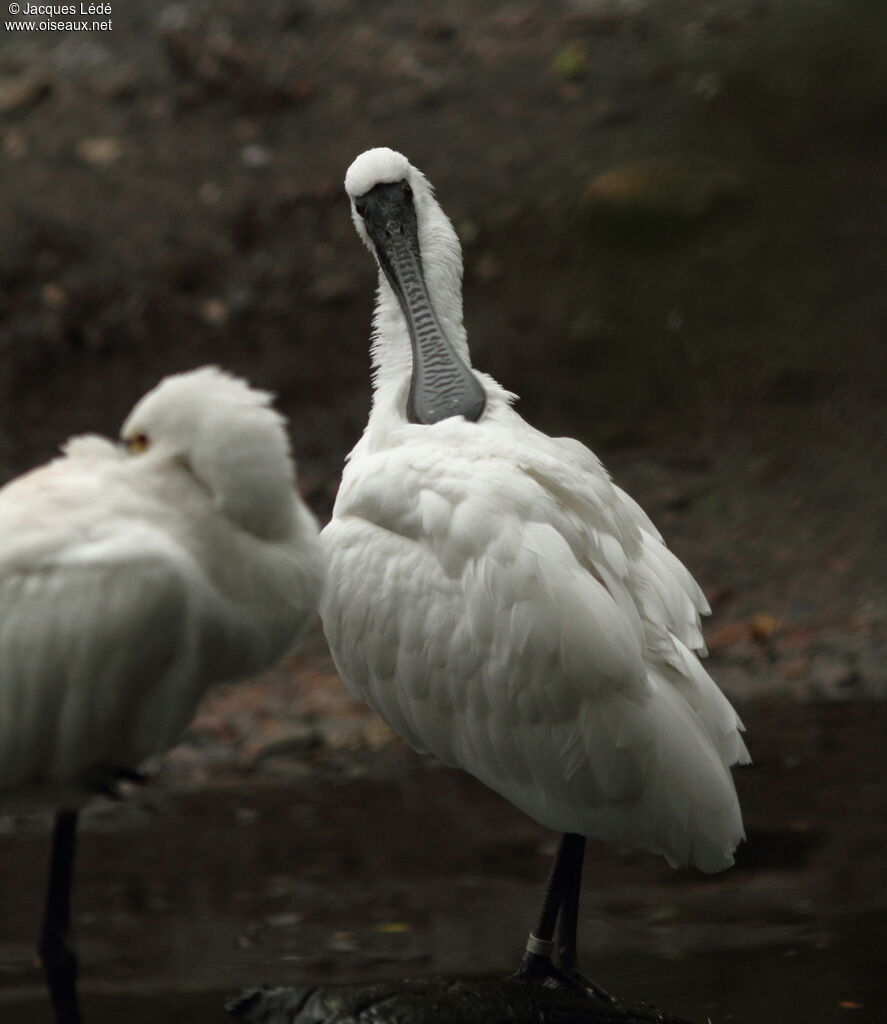 Black-faced Spoonbill