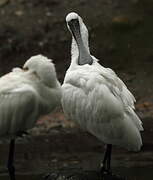 Black-faced Spoonbill