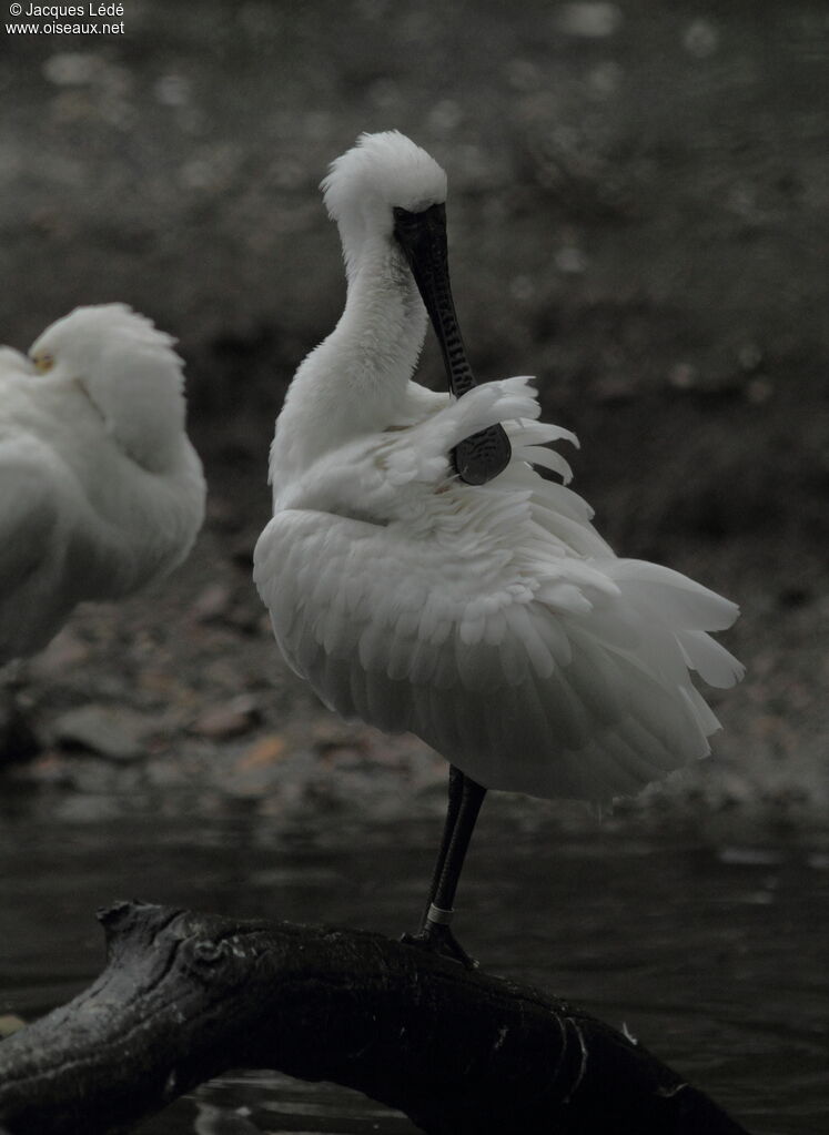 Black-faced Spoonbill