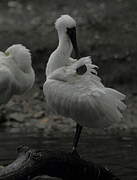 Black-faced Spoonbill