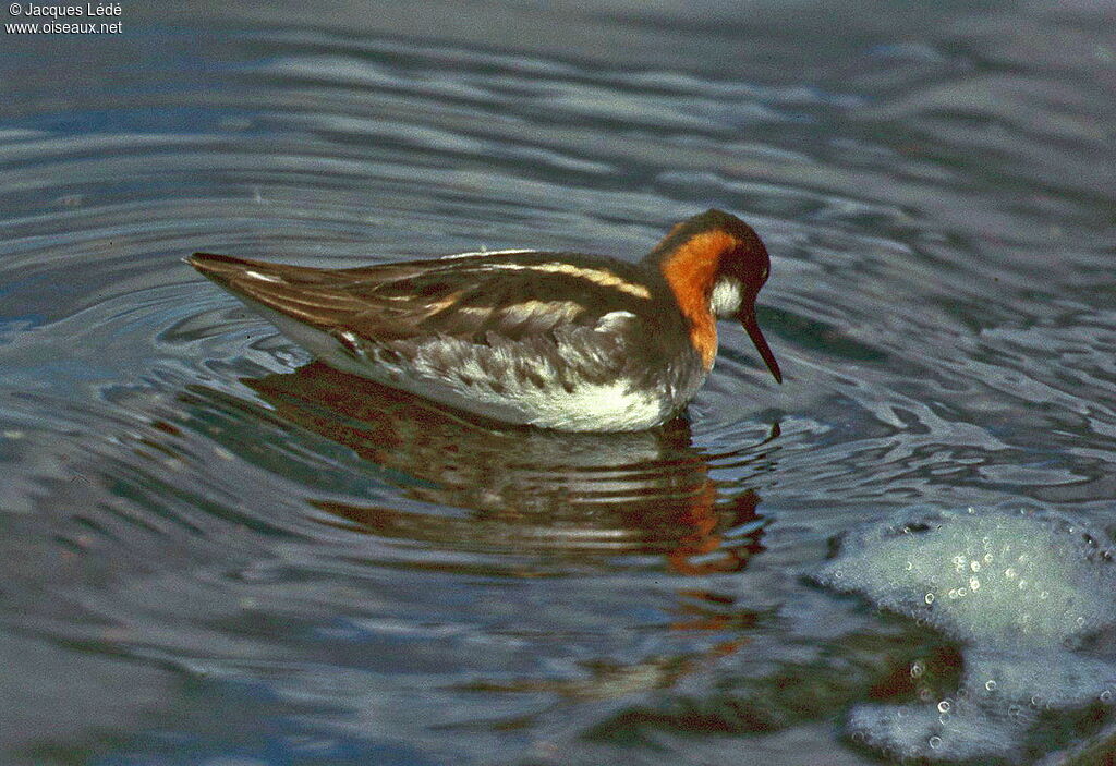 Phalarope à bec étroit