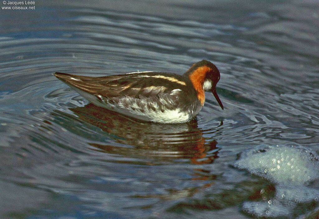 Red-necked Phalarope