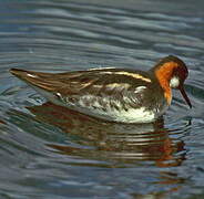 Red-necked Phalarope