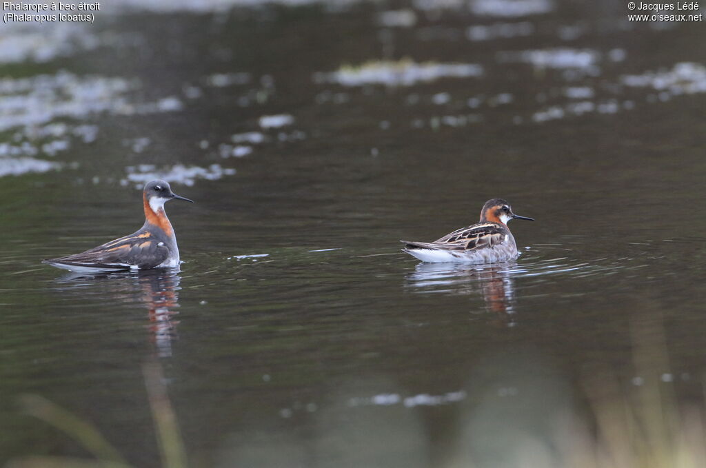 Phalarope à bec étroit