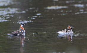 Phalarope à bec étroit