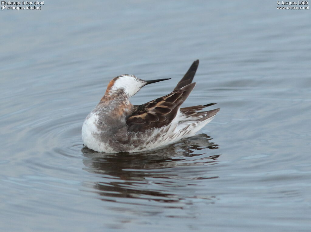 Red-necked Phalarope