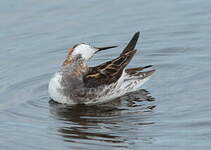 Phalarope à bec étroit