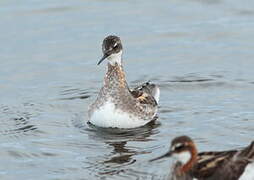 Red-necked Phalarope