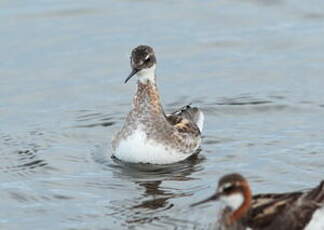 Phalarope à bec étroit