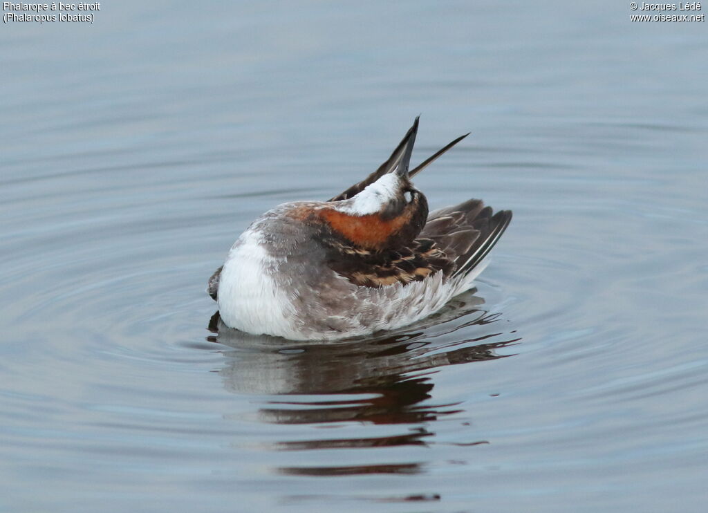 Phalarope à bec étroit