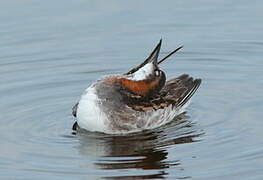 Red-necked Phalarope