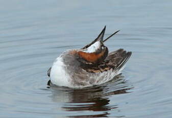 Phalarope à bec étroit