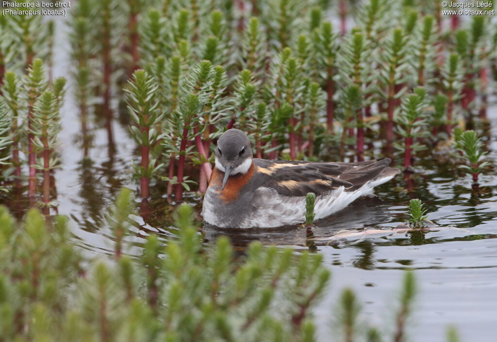 Phalarope à bec étroit