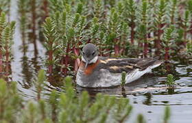 Phalarope à bec étroit