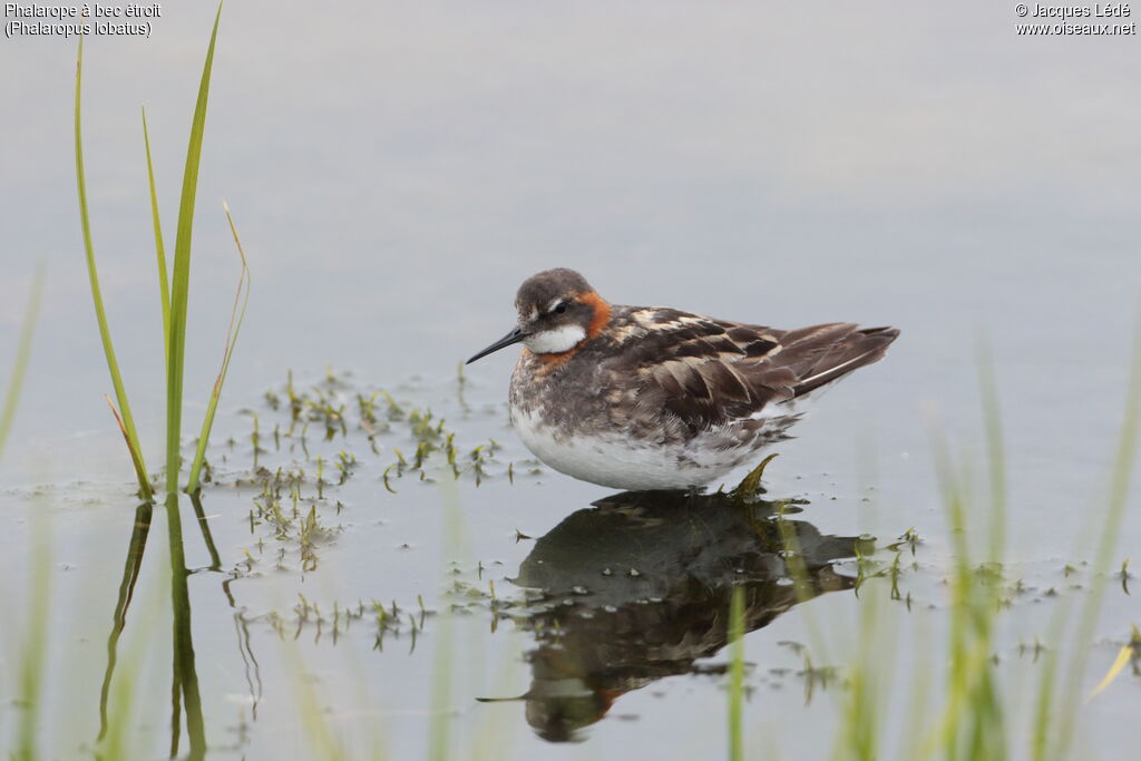 Phalarope à bec étroit