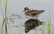 Phalarope à bec étroit