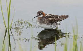 Red-necked Phalarope