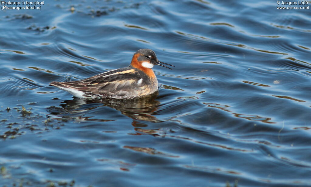 Phalarope à bec étroit