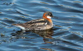 Phalarope à bec étroit