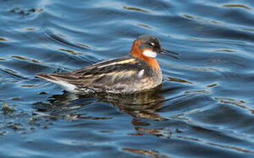 Phalarope à bec étroit