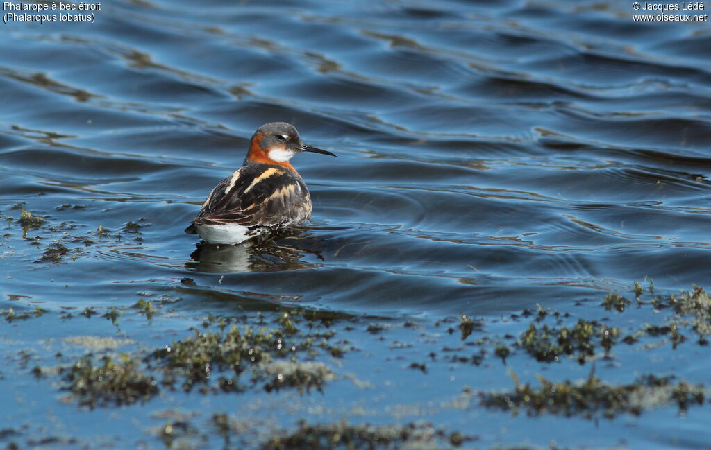 Red-necked Phalarope