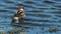 Phalarope à bec étroit