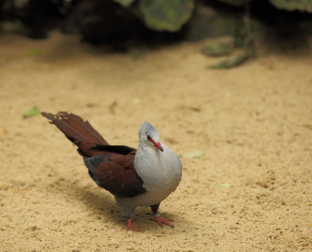 Great Cuckoo-Dove