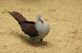 Great Cuckoo-Dove