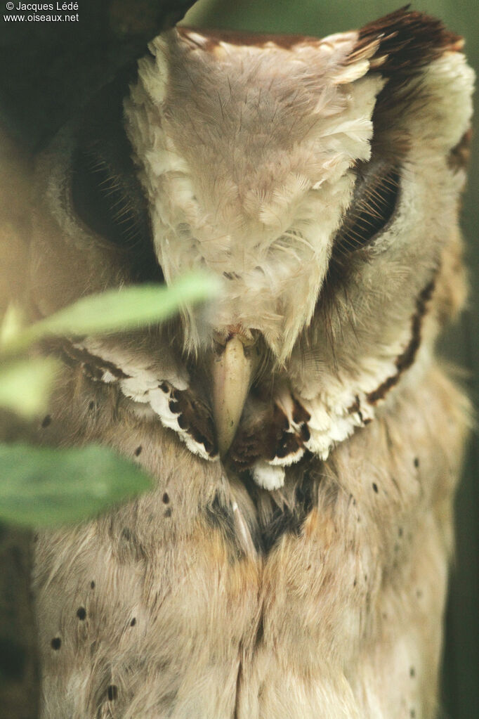 Oriental Bay Owl