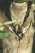 Oriental Bay Owl