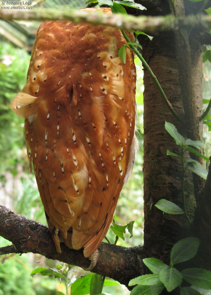 Oriental Bay Owl