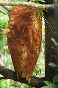 Oriental Bay Owl