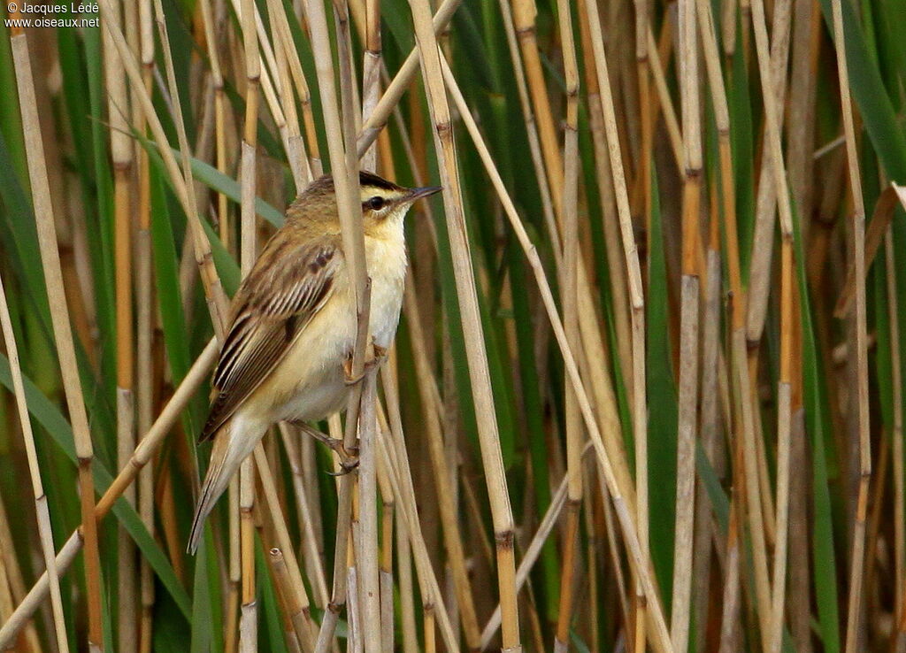 Sedge Warbler