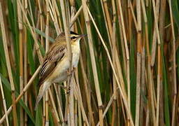 Sedge Warbler