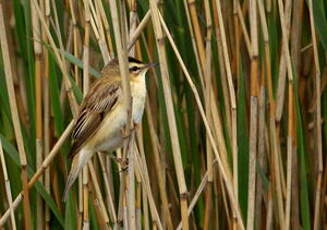 Phragmite des joncs