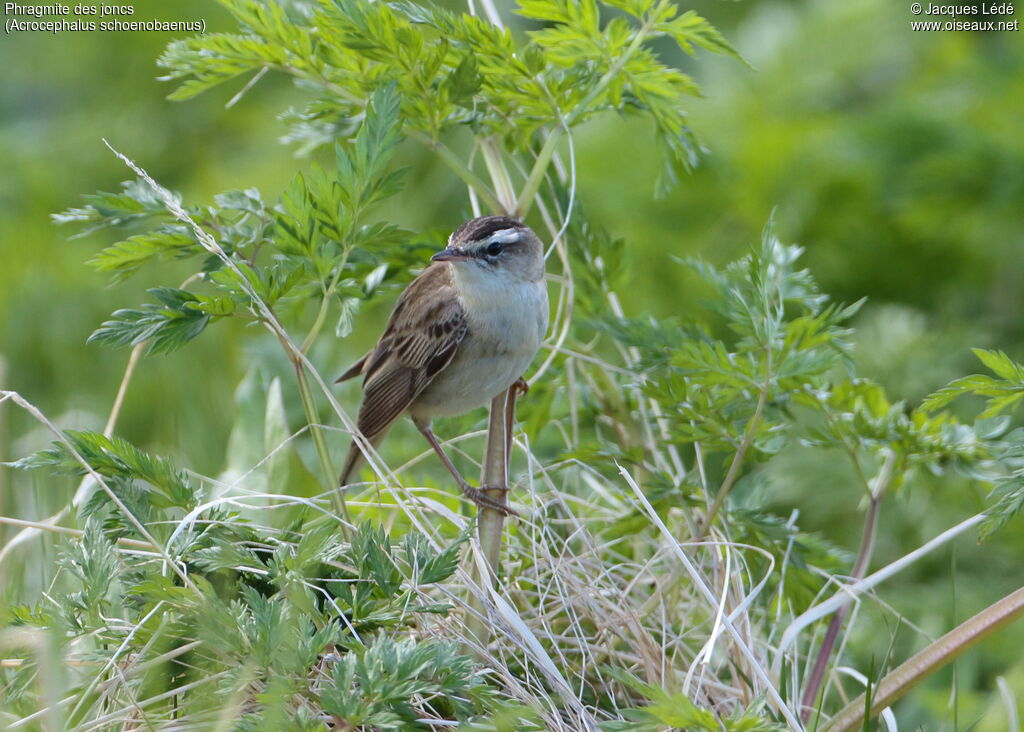 Sedge Warbler