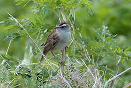 Sedge Warbler