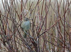 Sedge Warbler