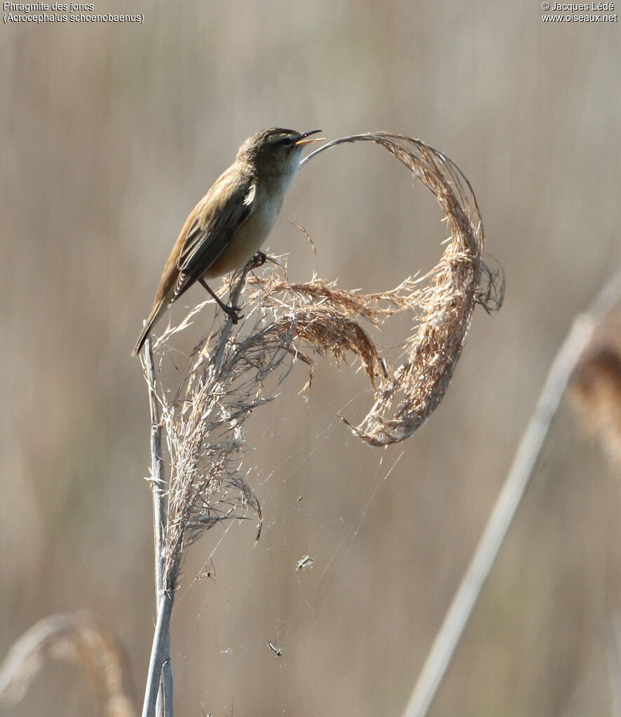 Sedge Warbler