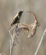 Sedge Warbler