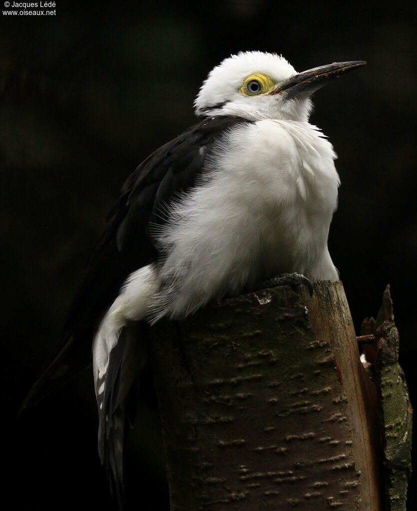 White Woodpecker