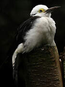 White Woodpecker