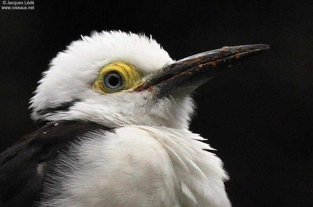 White Woodpecker