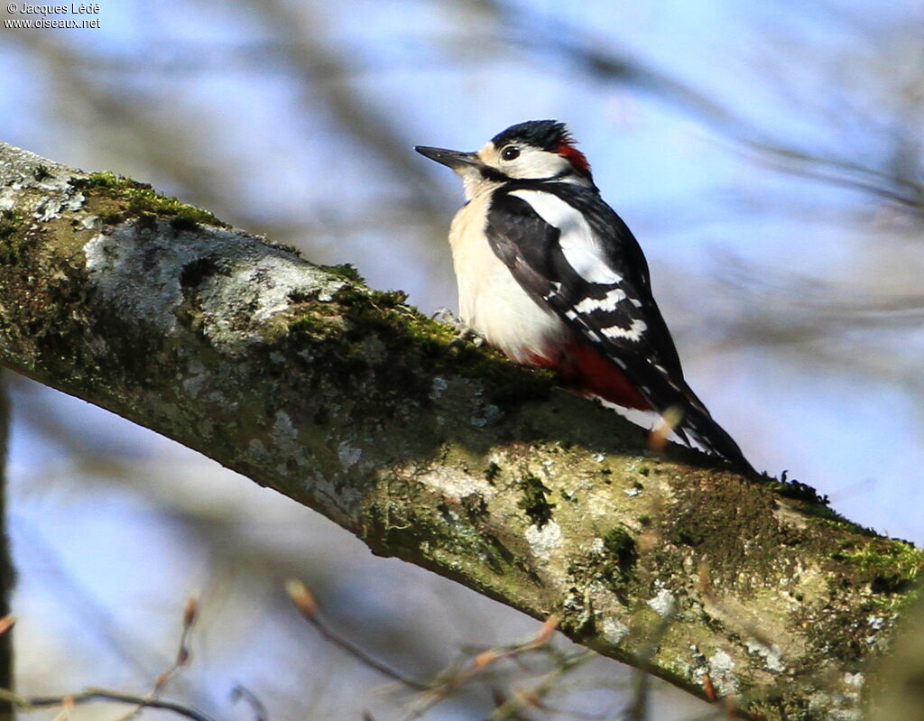 Great Spotted Woodpecker