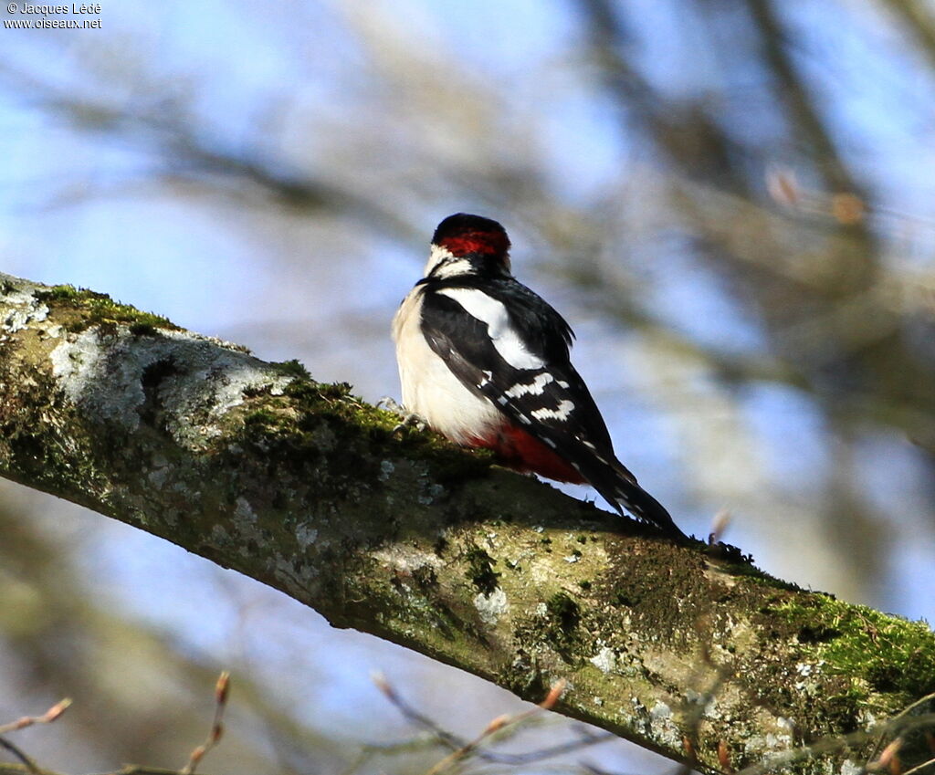 Great Spotted Woodpecker